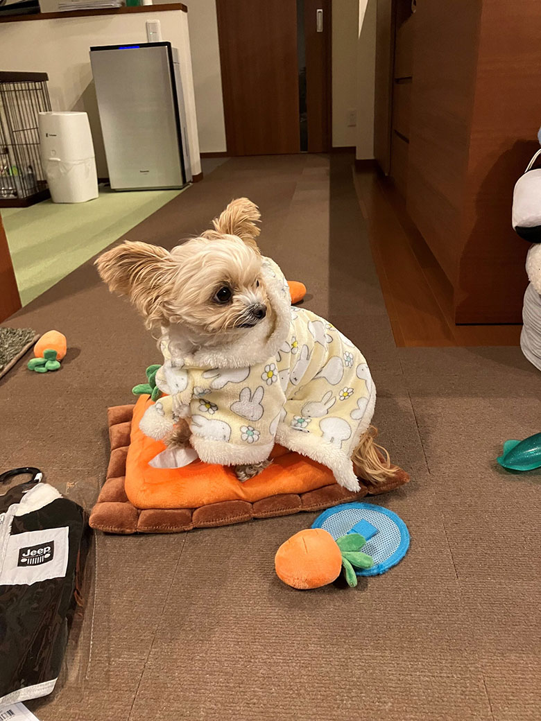 babythree オイル目 オッドアイ ねこ ベイビースリー 服着てる猫 W