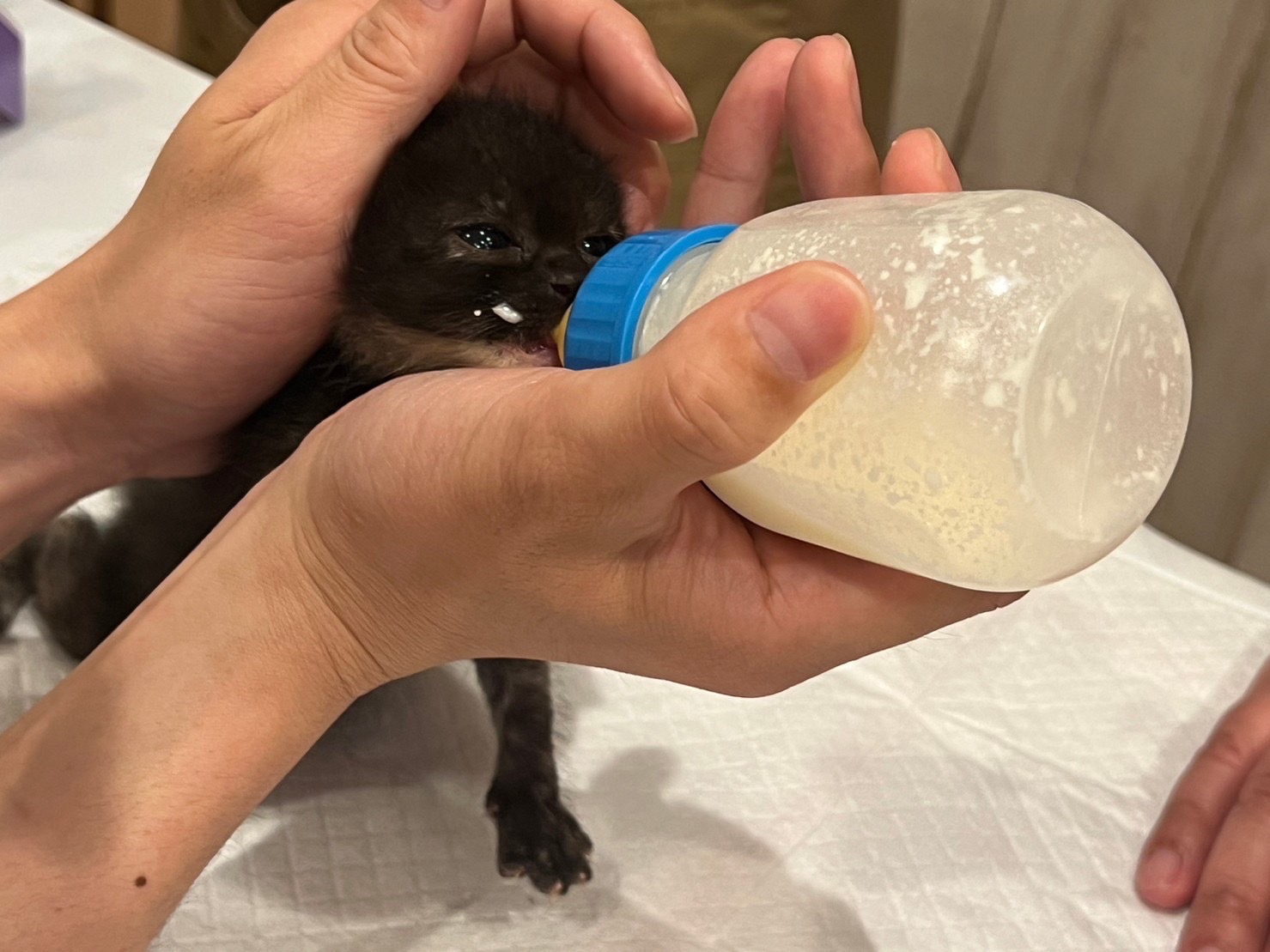 ロイヤルコペンハーゲン 猫にミルクをあげる少女 ENG) Result of